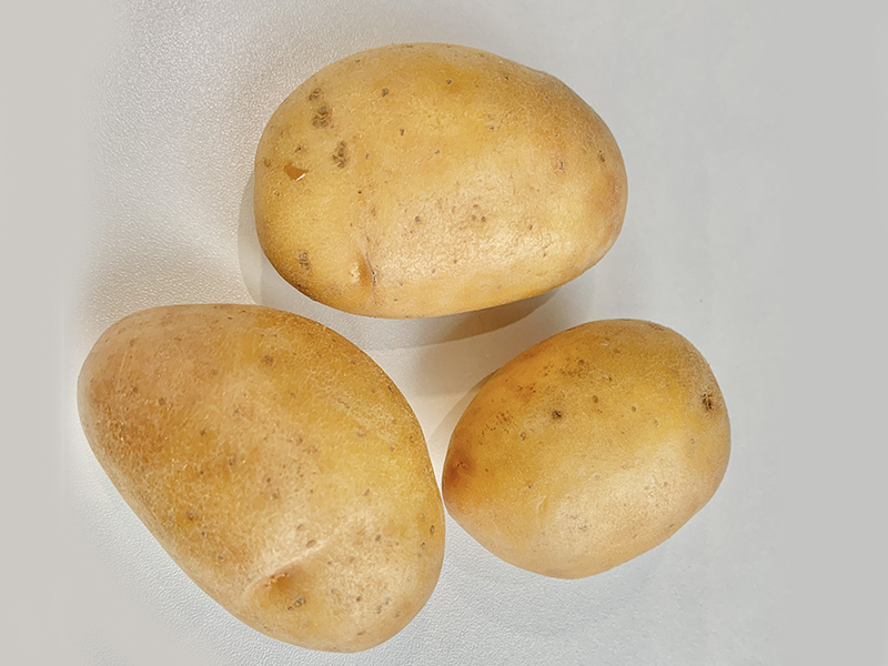 Семенной картофель, предлагаемый ООО \